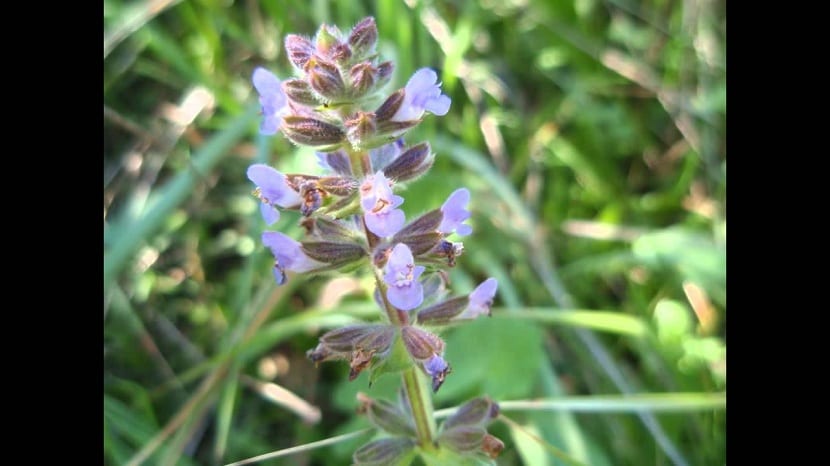 Cuidados de la salvia