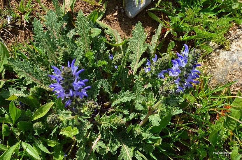 Cultivo de la salvia verbenaca
