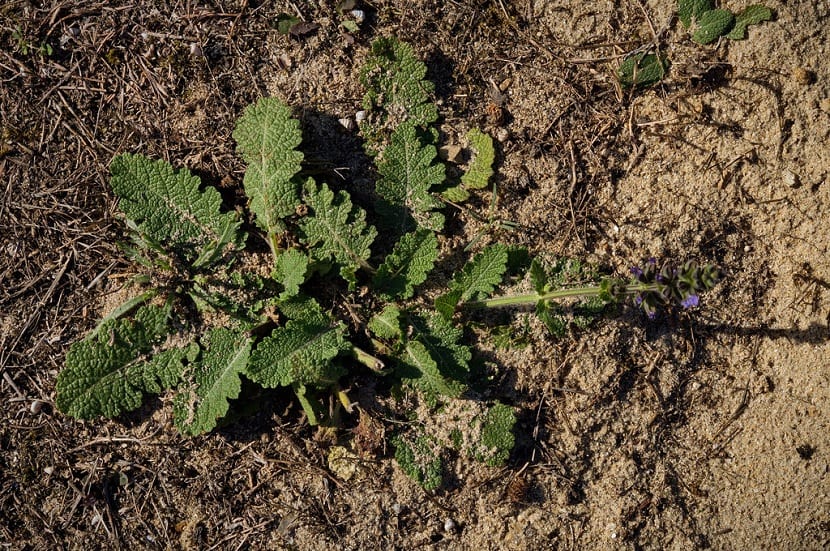 Salvia en los caminos