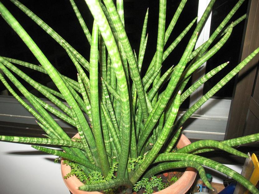 Sanseviera suffruticosa
