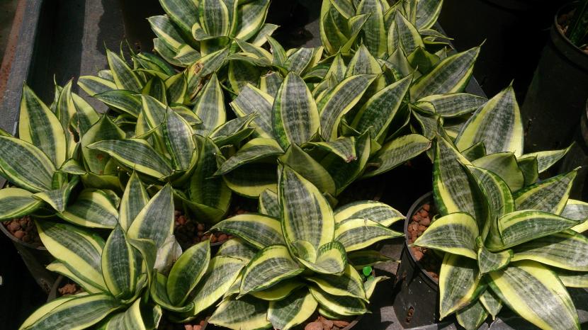 Sansevieria trifasciata ''Golden Hahnii''