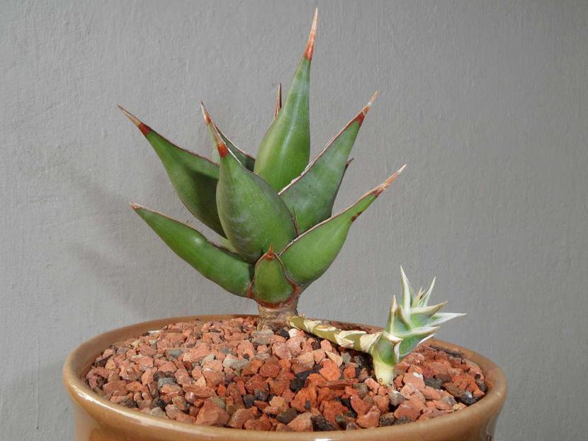 Sanseviera pinguicula