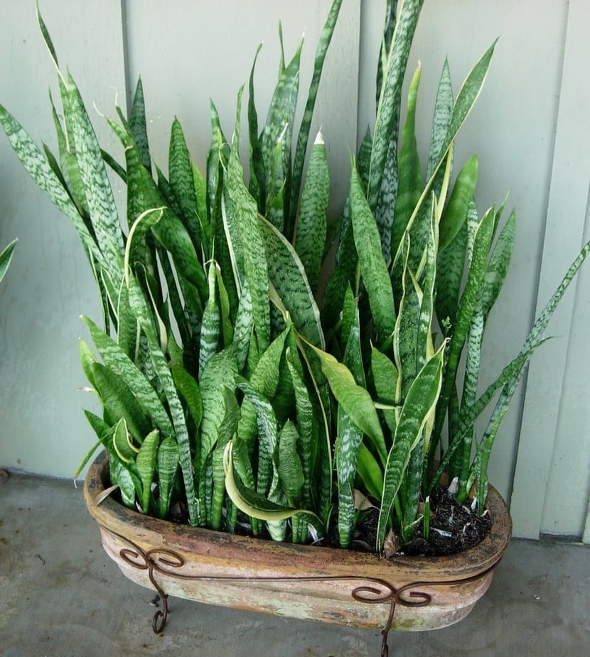 Sansevieria
