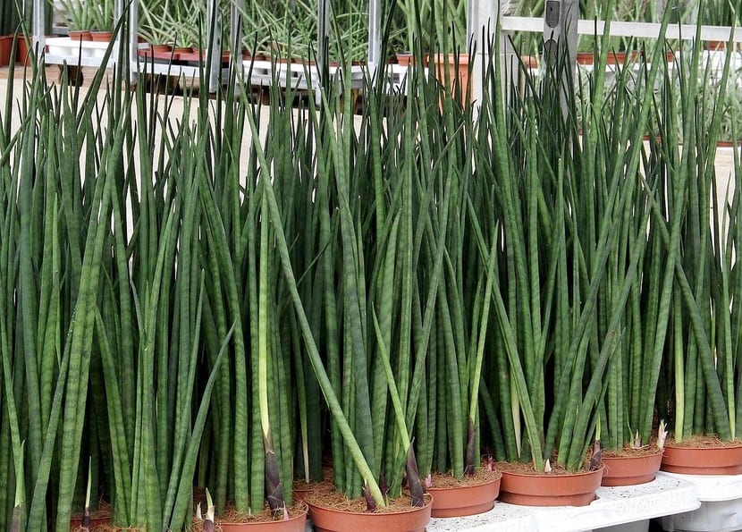 Sansevieria
