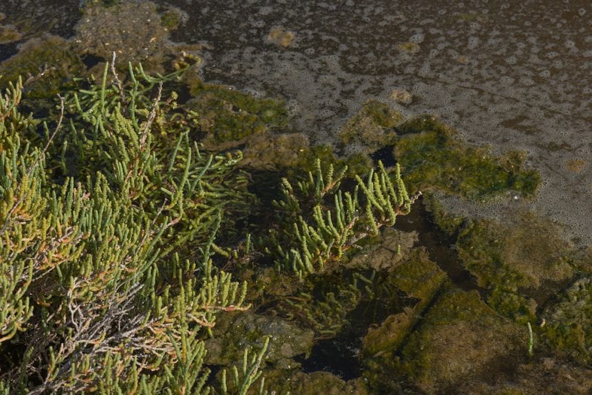 Planta de Sarcocornia fruticosa