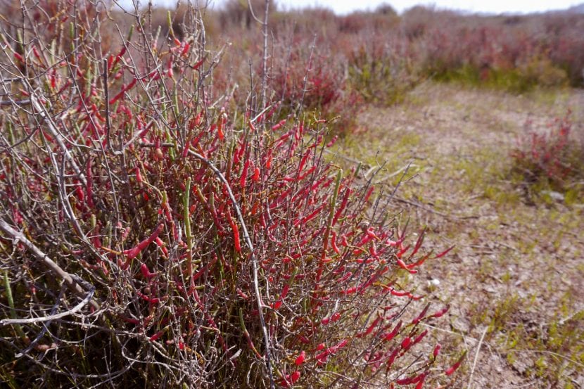 Planta de Sarcocornia fruticosa
