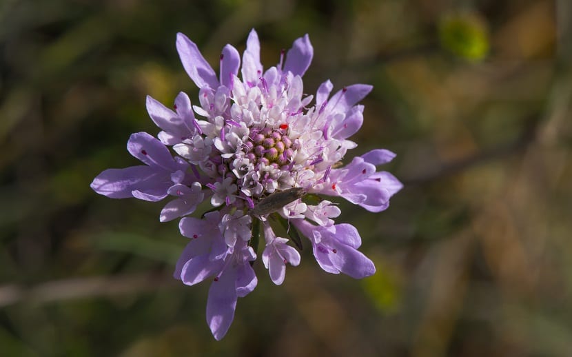 Capítulo morado de Scabiosa atropurpurea