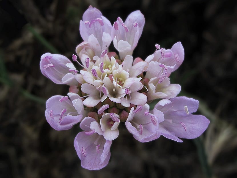 flor con petalos morados y pequenas flores blancas