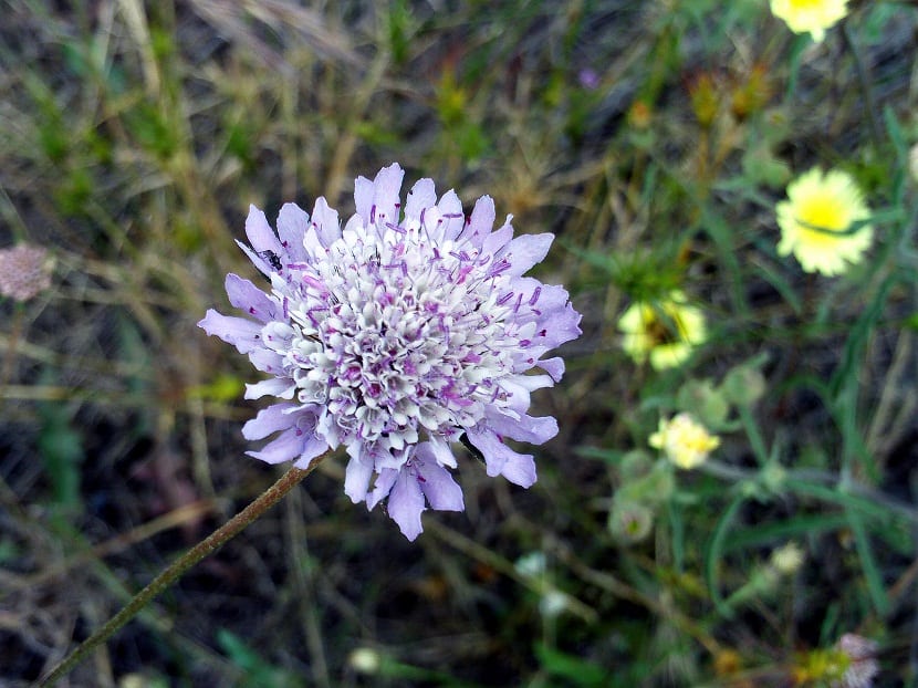 Una flor morada entre pequenas flores amarillas