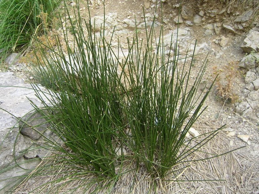 Vista del Scirpus holoschoenus en hábitat