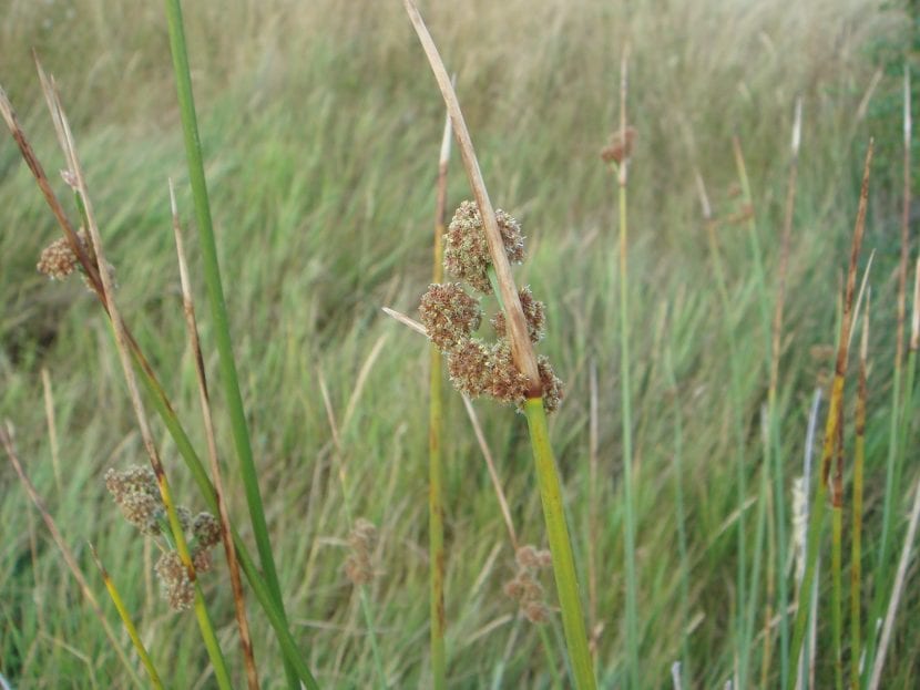 Vista del Scirpus holoschoenus en hábitat