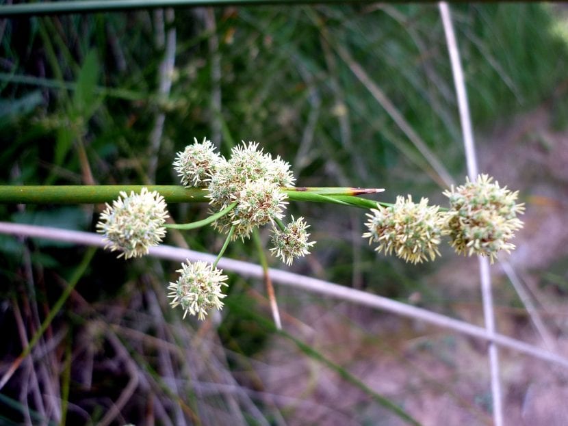 Flores del junco churrero