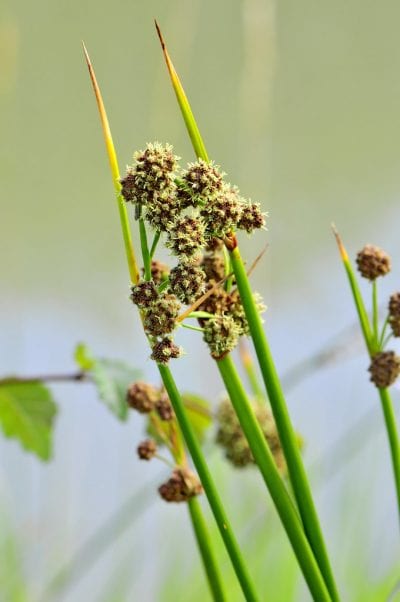 Las flores del junco churrero son pequeñas