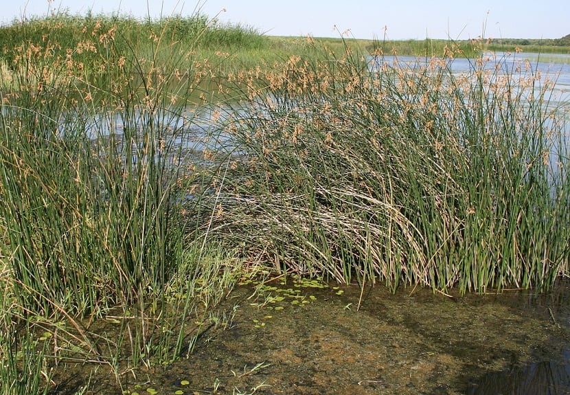 planta que se da en lugares humedos llamada Scirpus lacustris