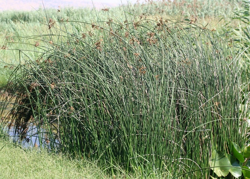 plantas acuaticas de gran altura