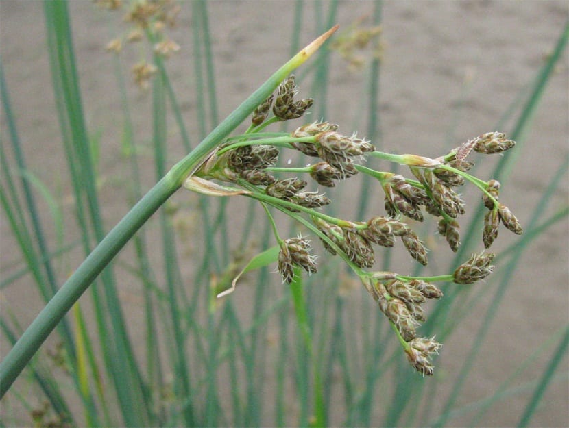 rama de cerca de la planta Scirpus lacustris