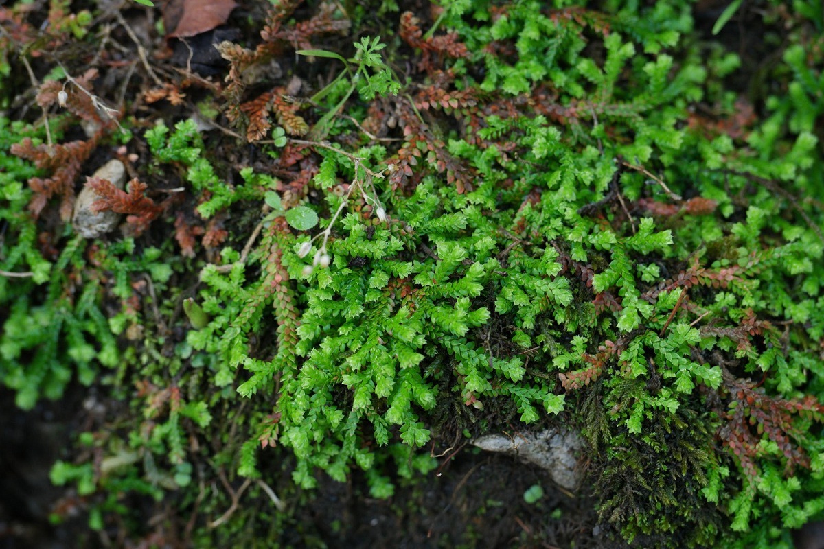 especie de Selaginella con pequenas ramitas