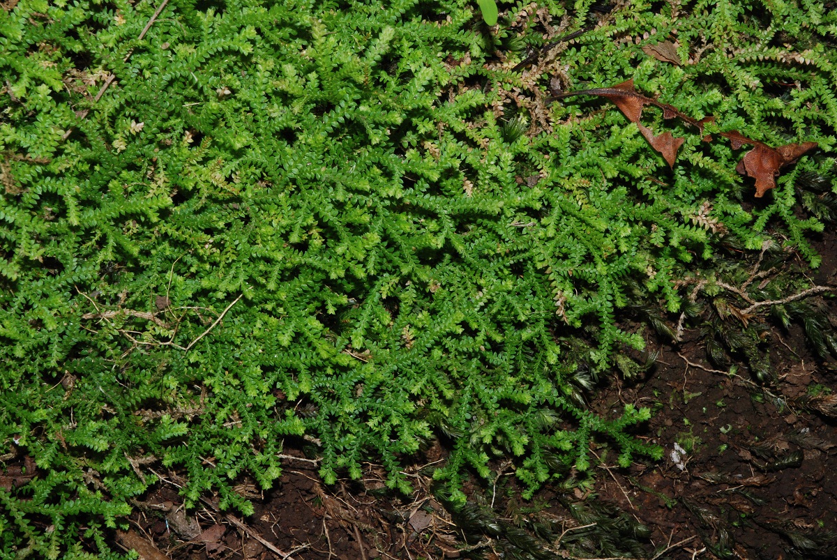 planta tapizante