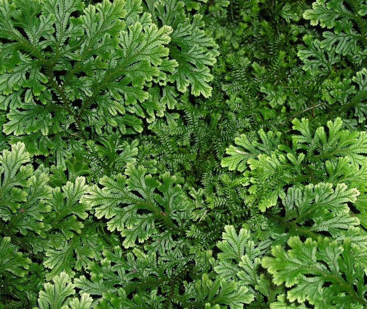 planta decorativa llamada Selaginella