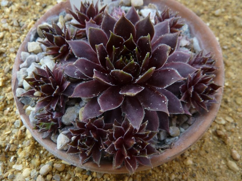 Sempervivum 'Dark Beauty'