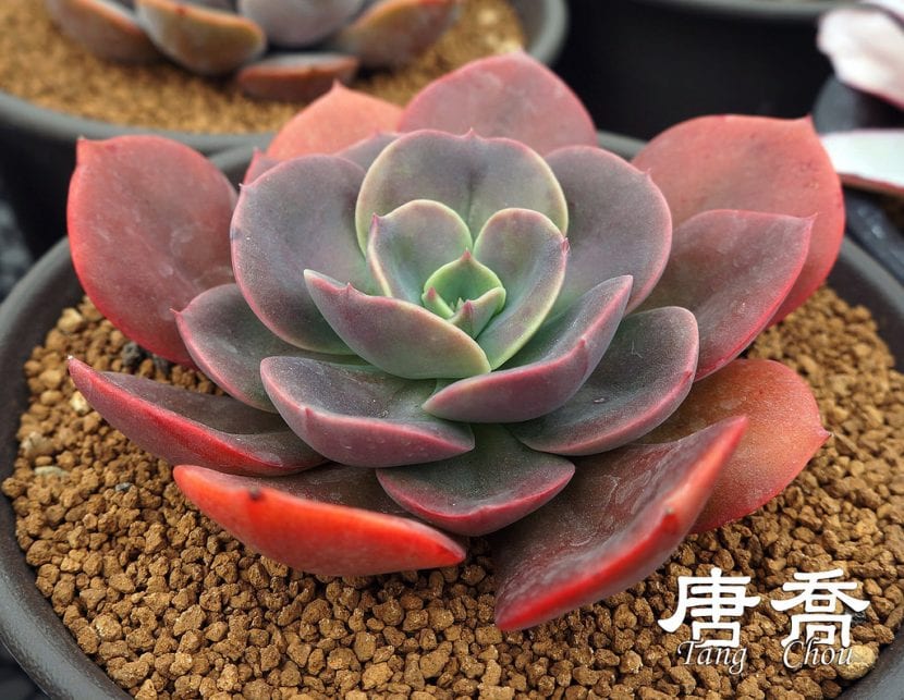 Echeveria 'Blue Metal'