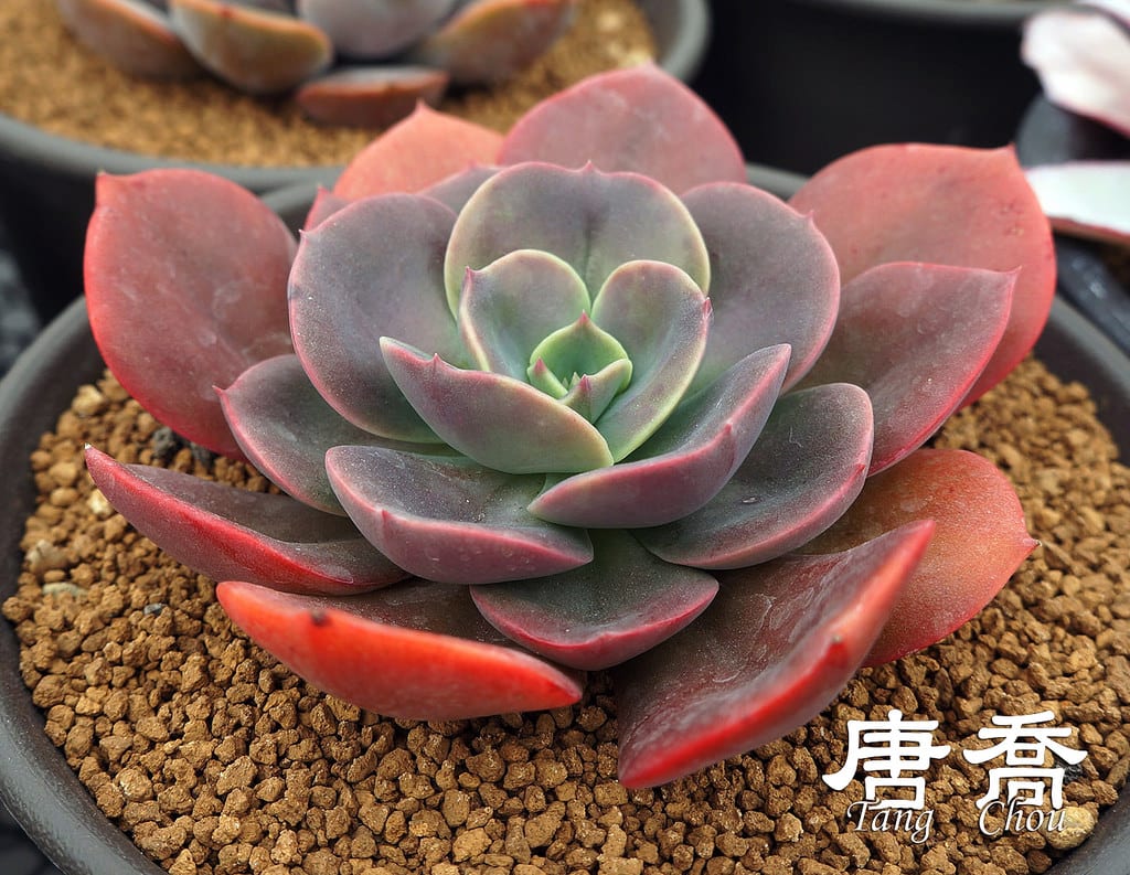 Echeveria de roseta compacta en maceta individual