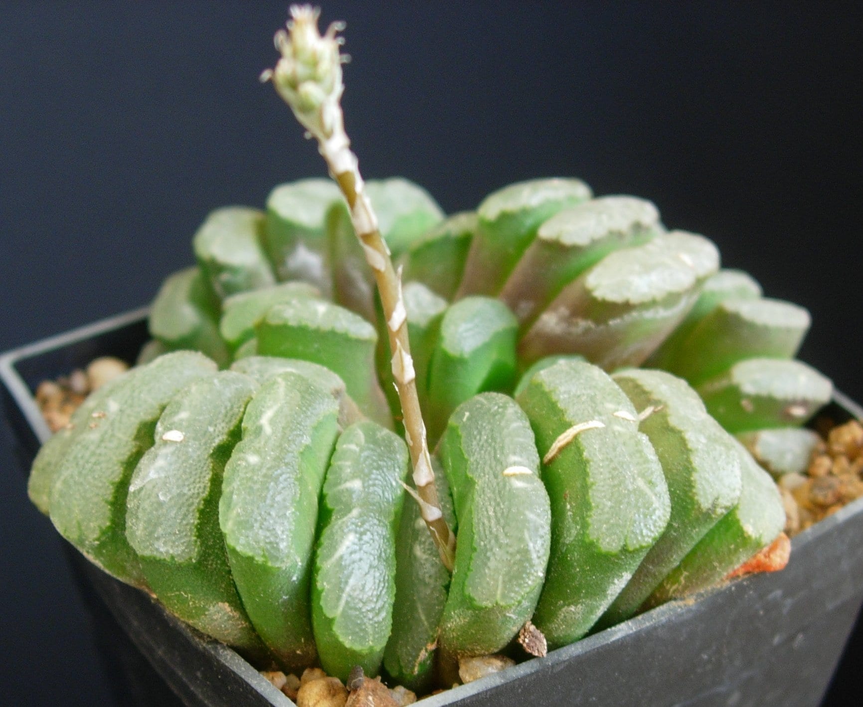 Haworthia truncata con las hojas cortadas y translúcidas en el ápice