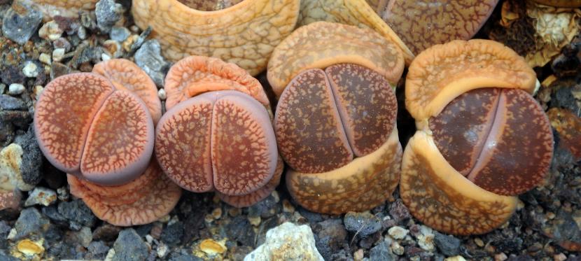 Lithops