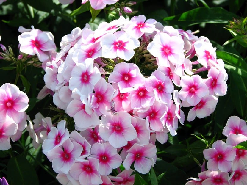 Plantas anuales