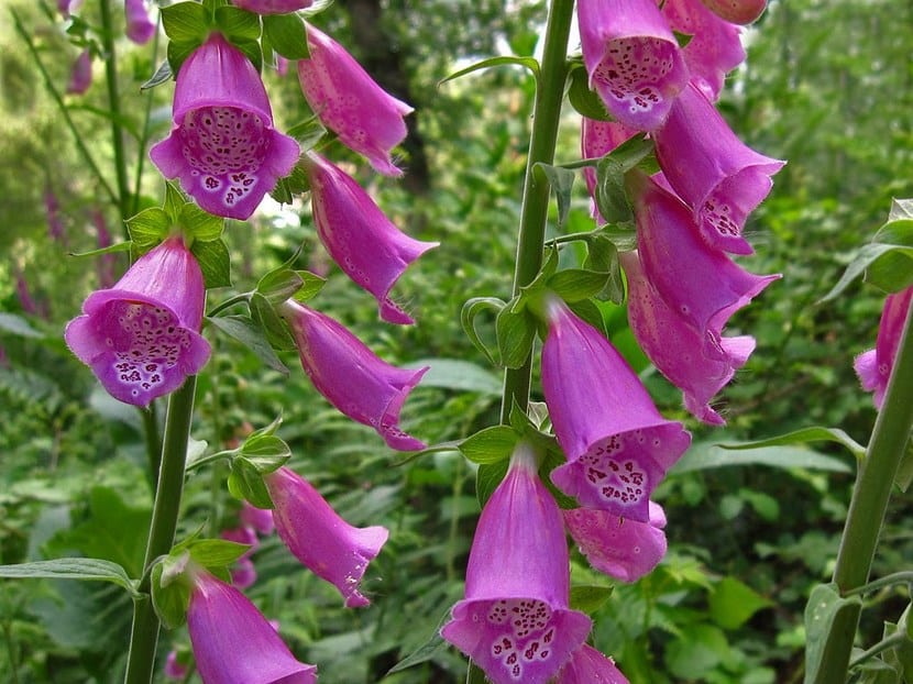 Plantas anuales