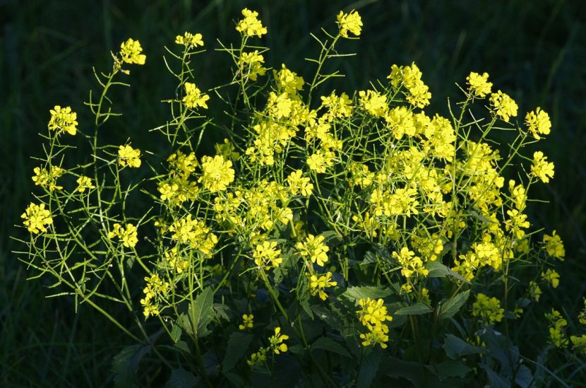 Campo cubierto de mostaza silvestre en flor