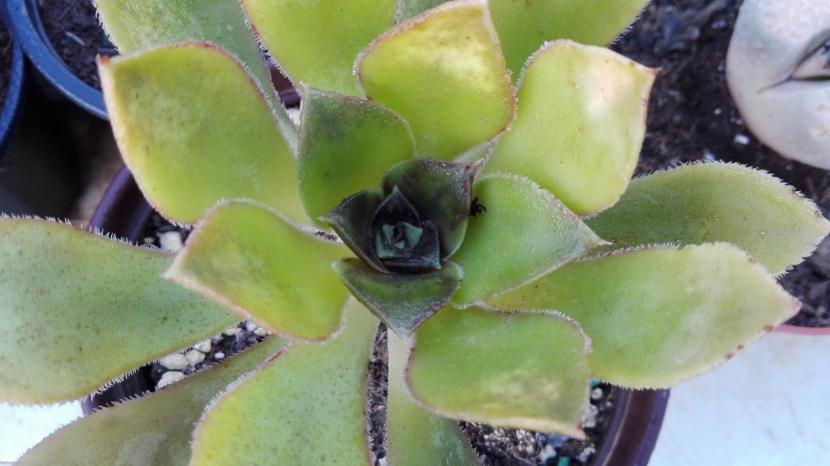 Aeonium