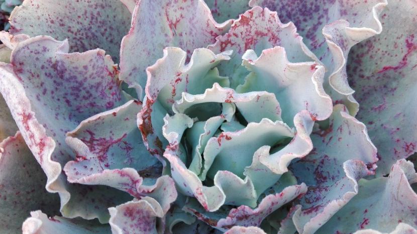 Síntomas de frío en las plantas crasas: cómo actuar
