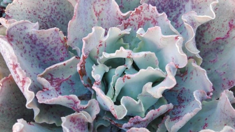 Roseta de Echeveria con las hojas cubiertas de pruina