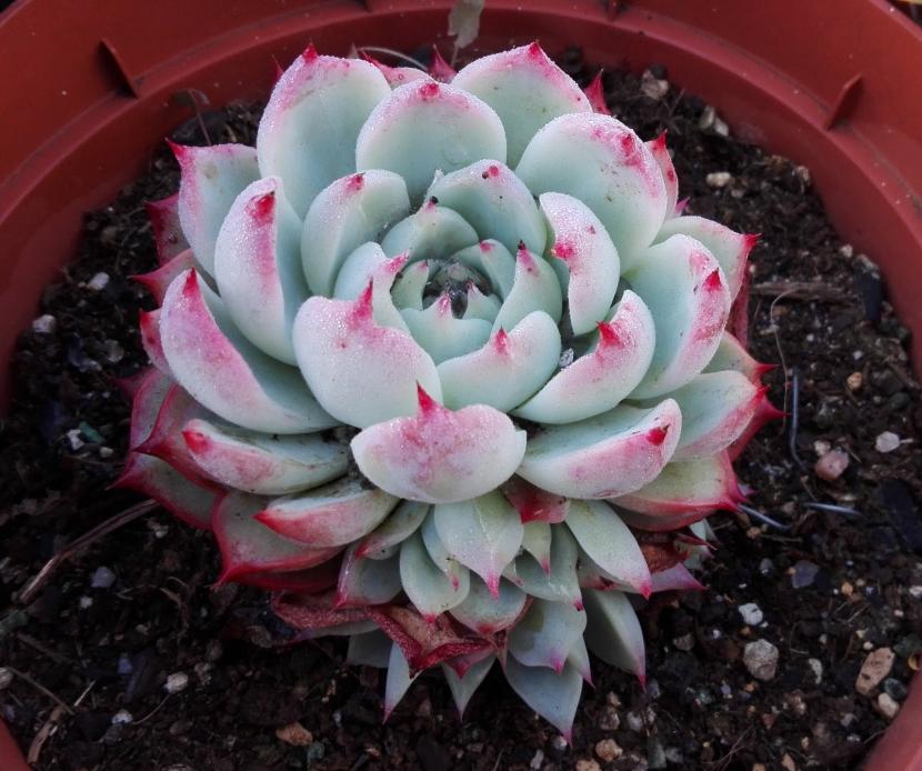 Echeveria