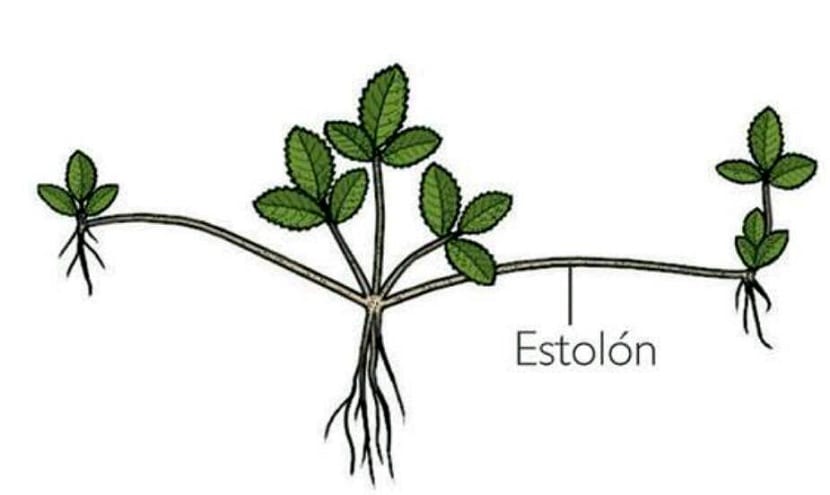 los estolones hacen que la planta se reproduzca vegetativamente