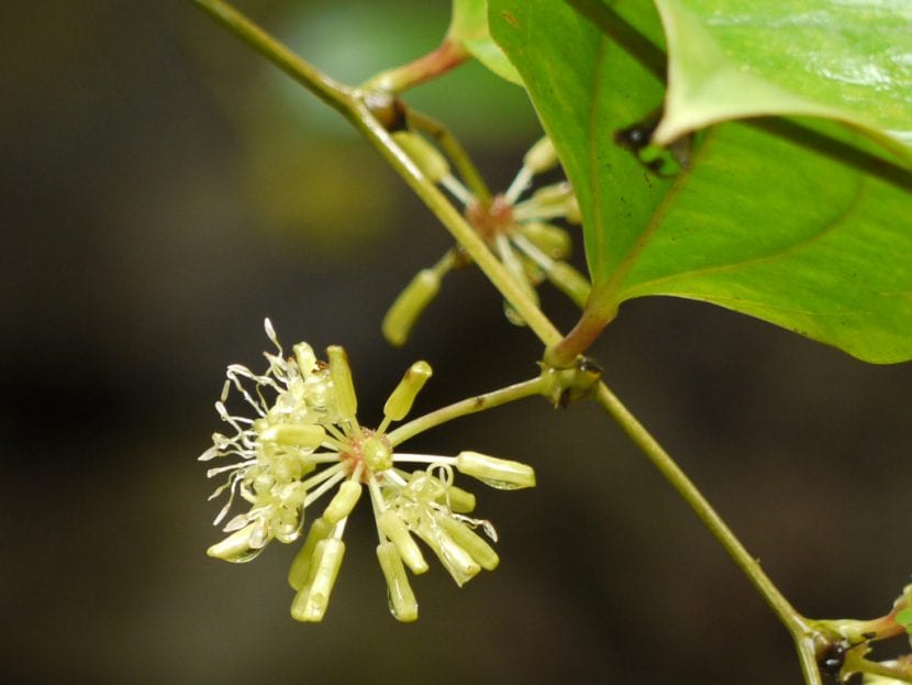 Flor de la Smilax