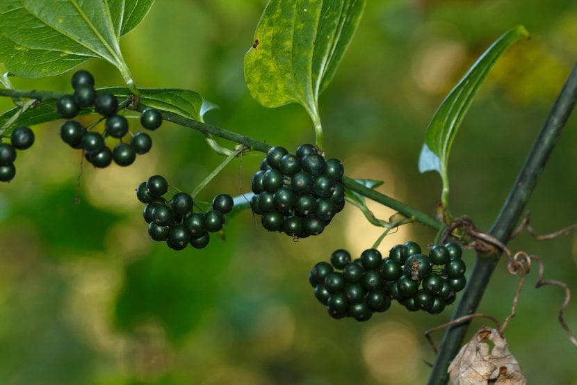 Frutos de Smilax