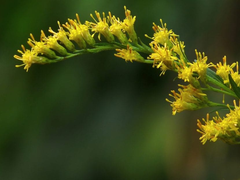 La Solidago candensis es una hierba excepcional para maceta