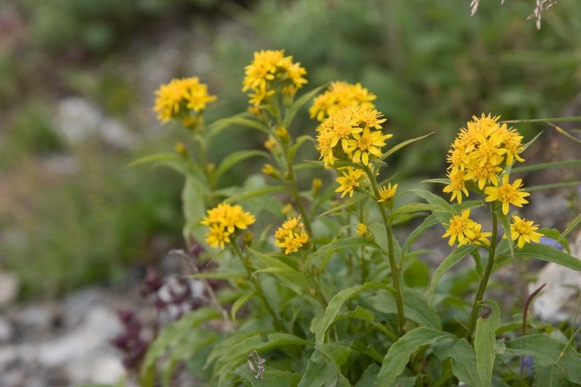 Coloca tu Solidago virgaurea var. leiocarpa a pleno sol
