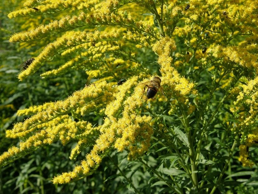 Vista de las preciosas flores de la planta solidago