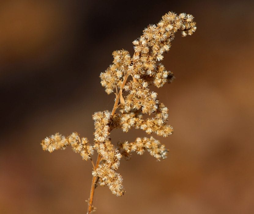 Siembra las semillas de solidago en primavera
