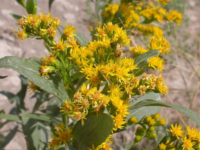 La Solidago gigantea es la más grande del género