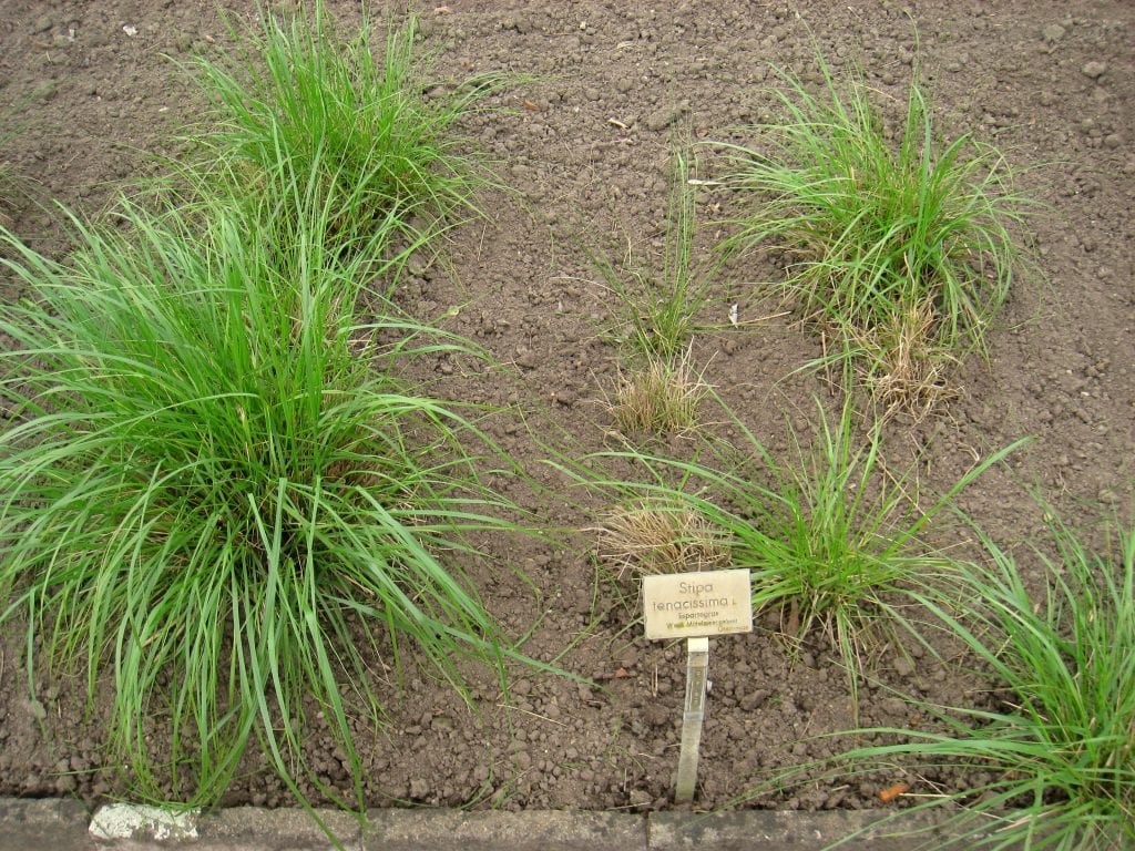 Stipa tenacissima