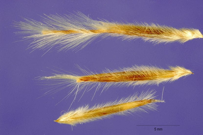 Semillas de Stipa tenacissima