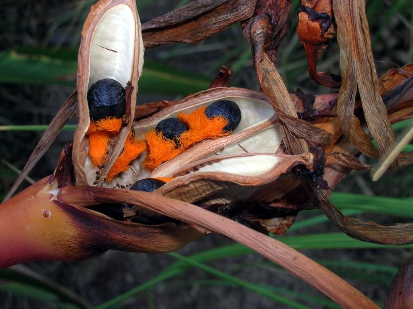 Las semillas de la strelitzia reginae son duras