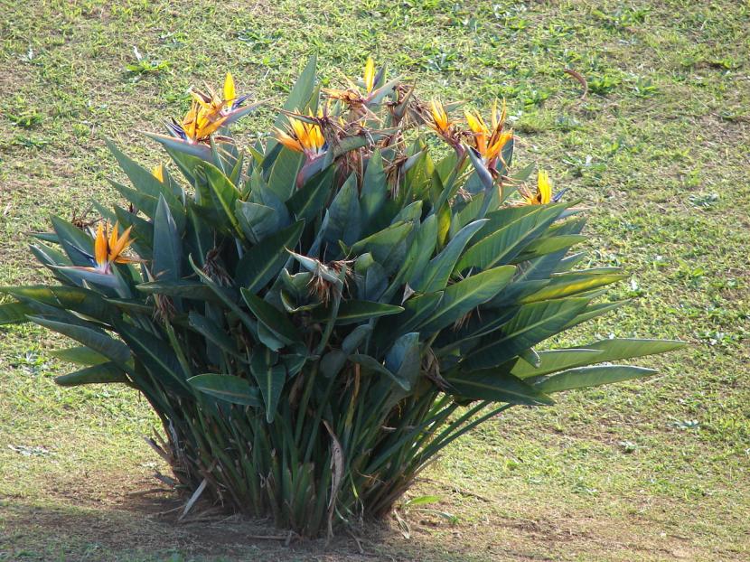 Vista de la planta Strelitzia reginae