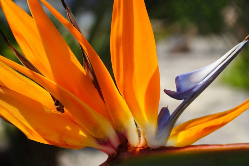 La flor del ave del paraíso es muy llamativa