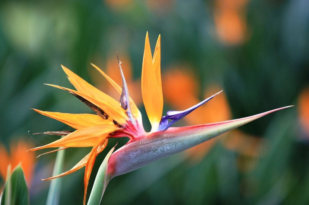 La Strelitzia reginae es una planta muy bonita