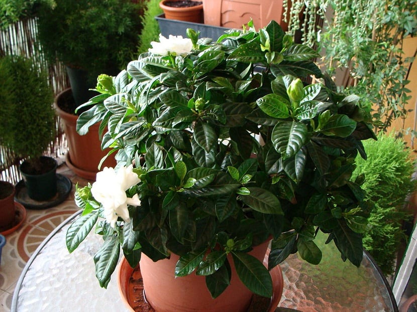 sulfato de hierro para plantas en macetas